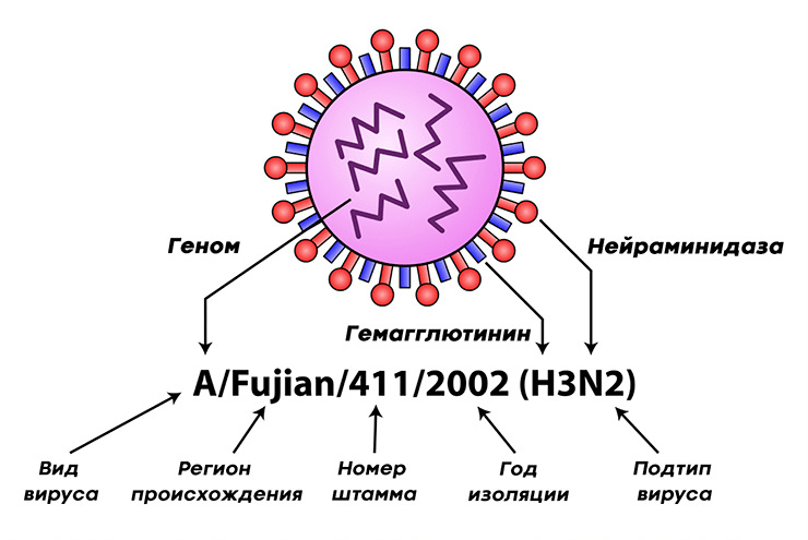 Классификация вируса гриппа на примере вируса гриппа А