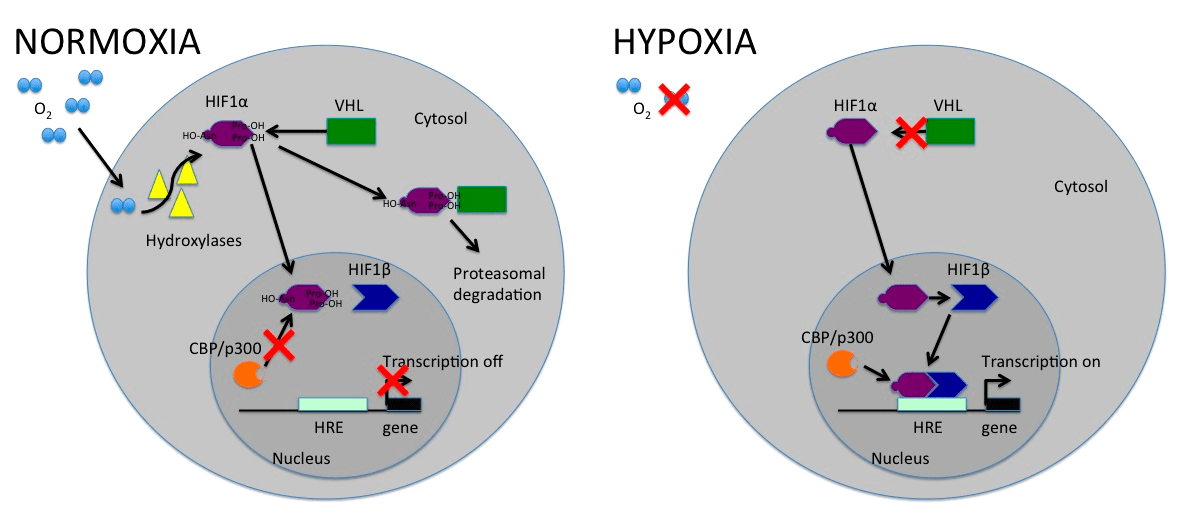 Передача сигналов, связанных с HIF-1α