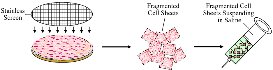 Способ получения фрагментированных клеточных пластов