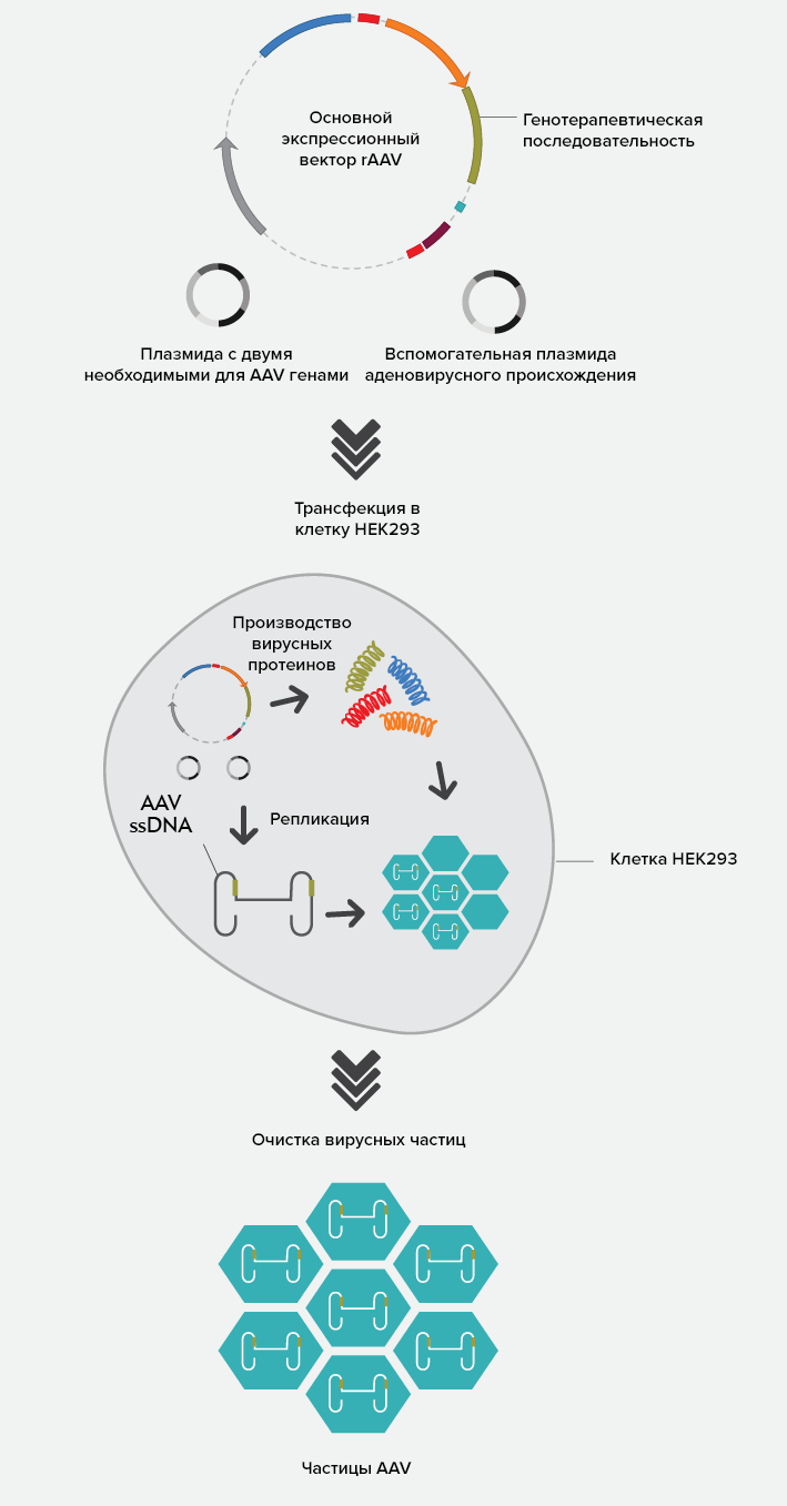 Схема производства частиц AAV с терапевтическим геном