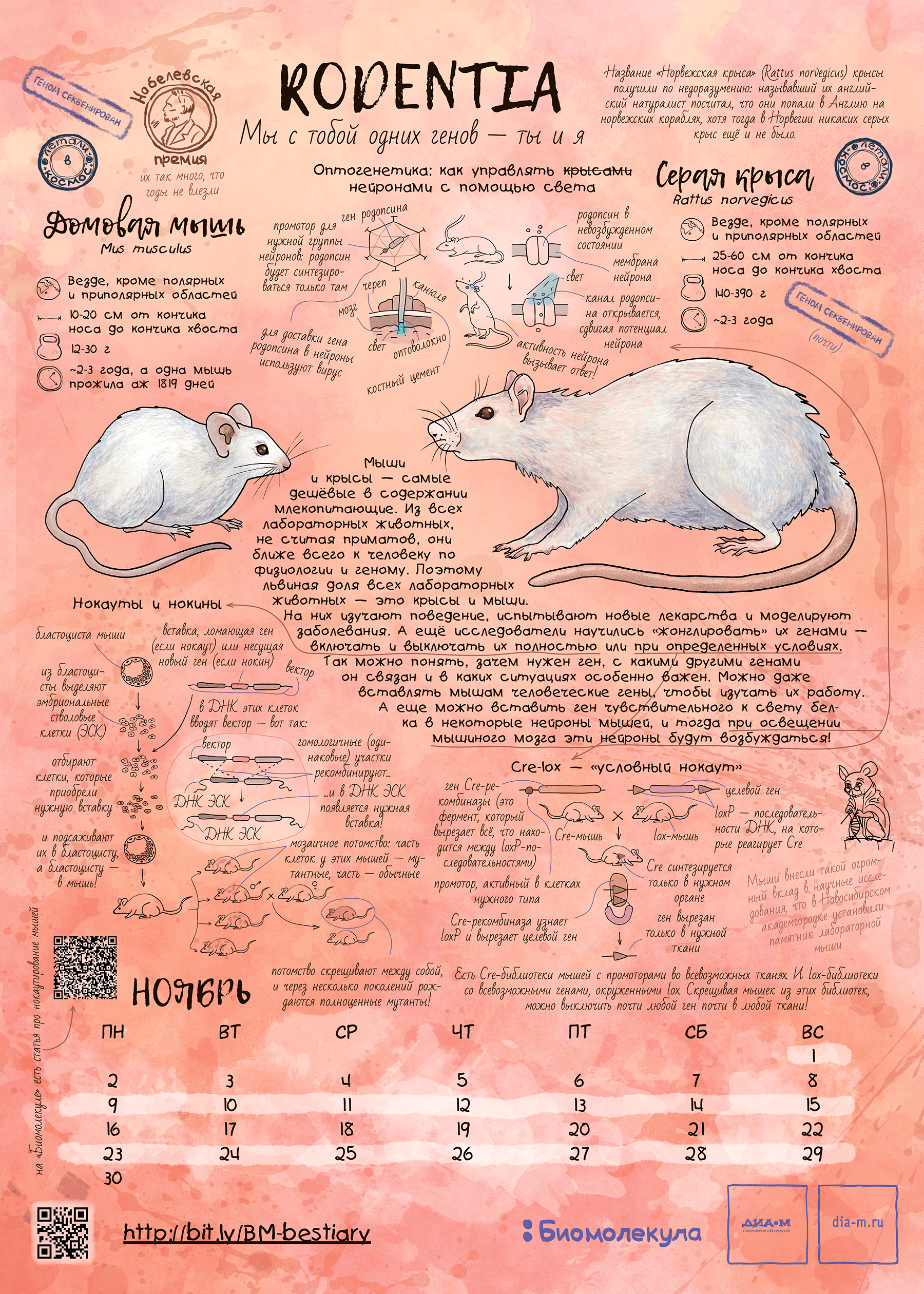 Мышь и крыса — герои календаря «Биомолекулы»