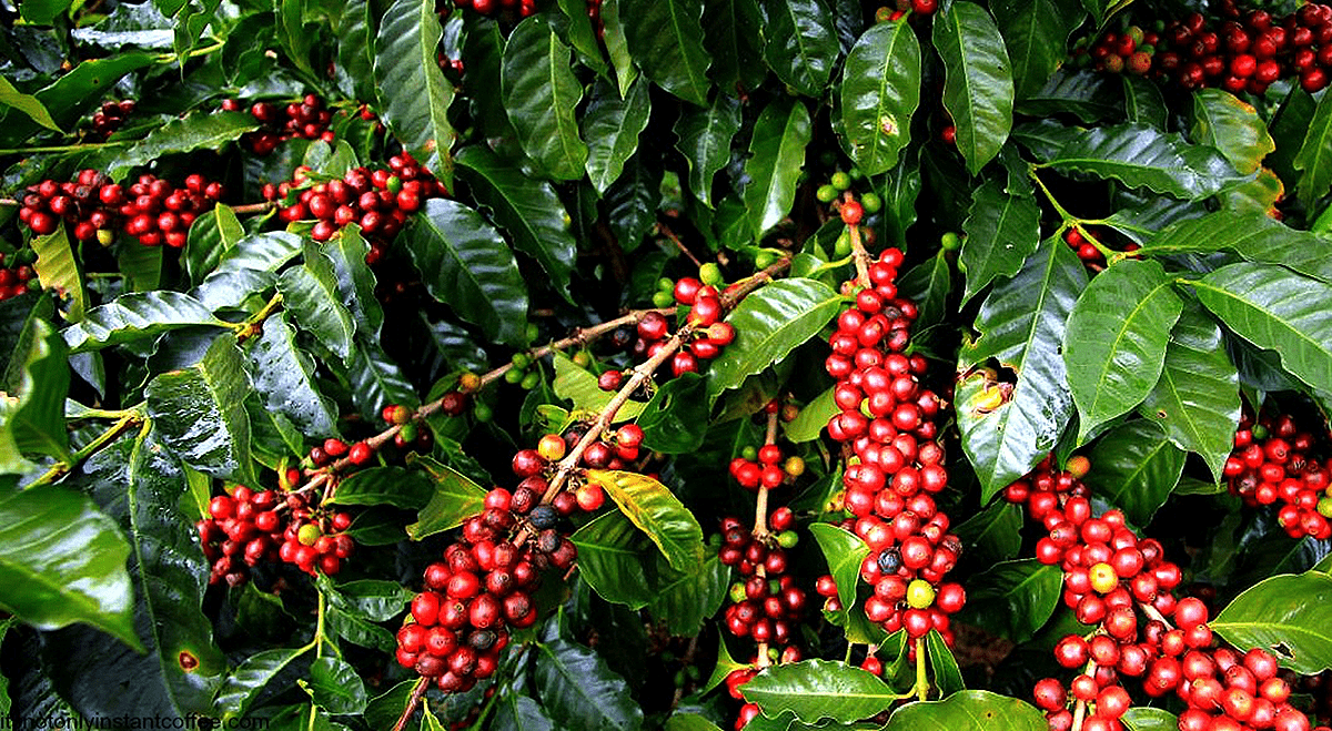 Зрелые ягоды кофе