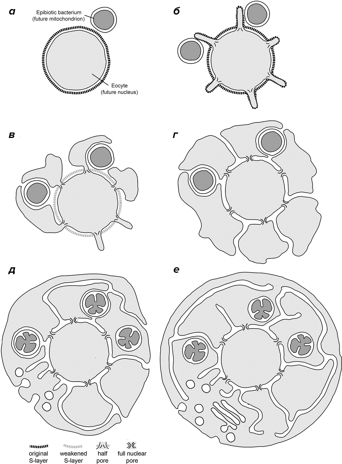 Последовательные этапы эволюции первого общего предка эукариот
