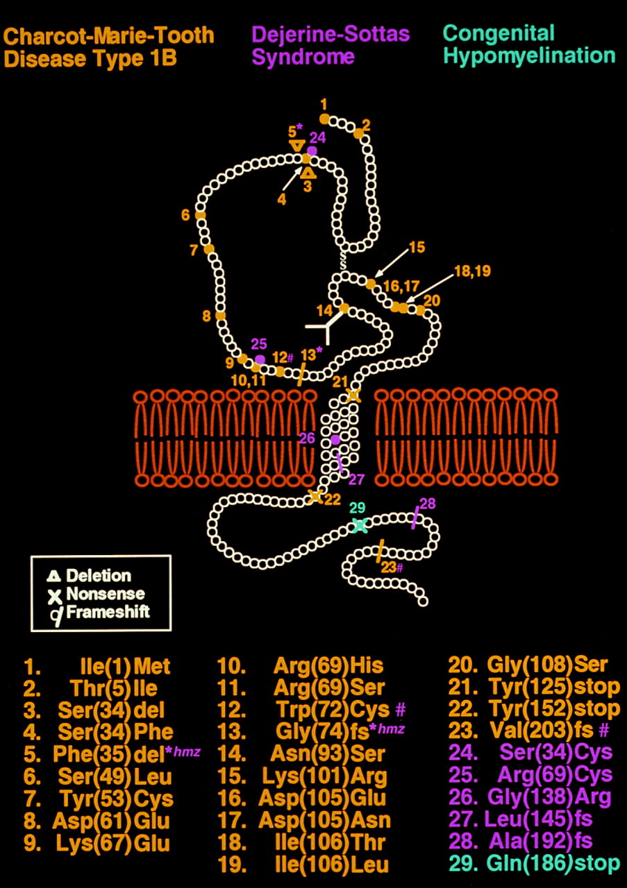 Трансмембранный белок MPZ