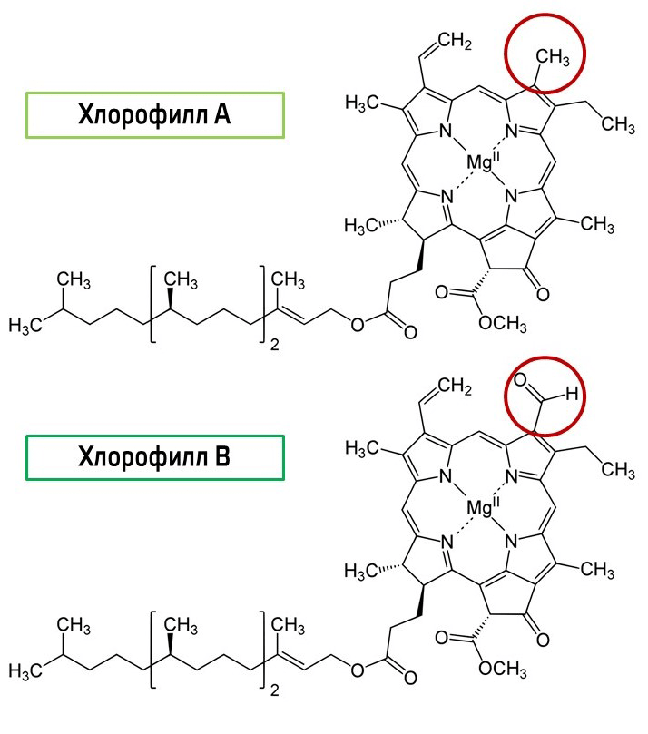 Структурная формула хлорофиллов