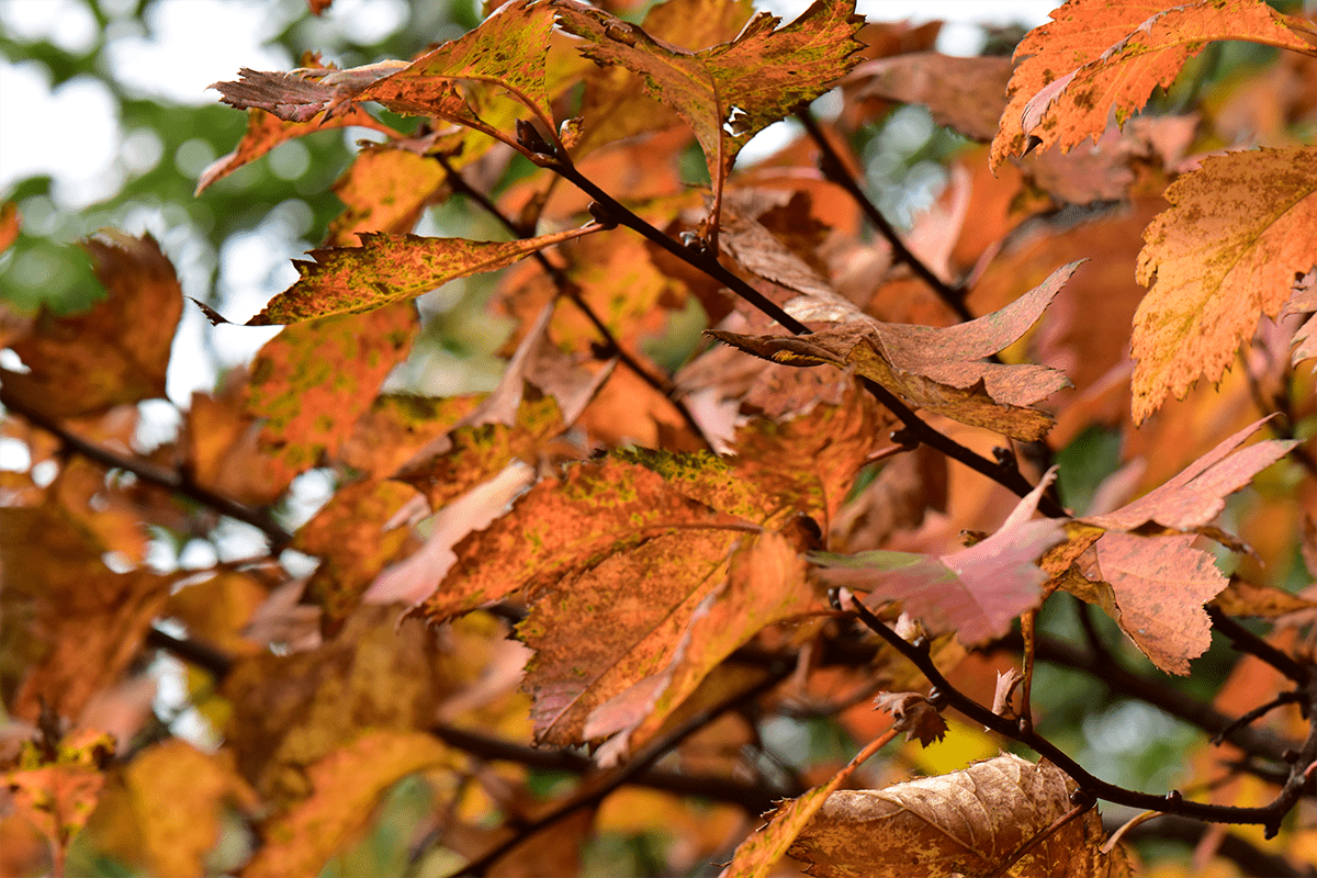 Стареющие листья боярышника кроваво-красного