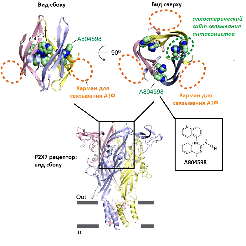 Трехмерная модель P2X7-рецептора