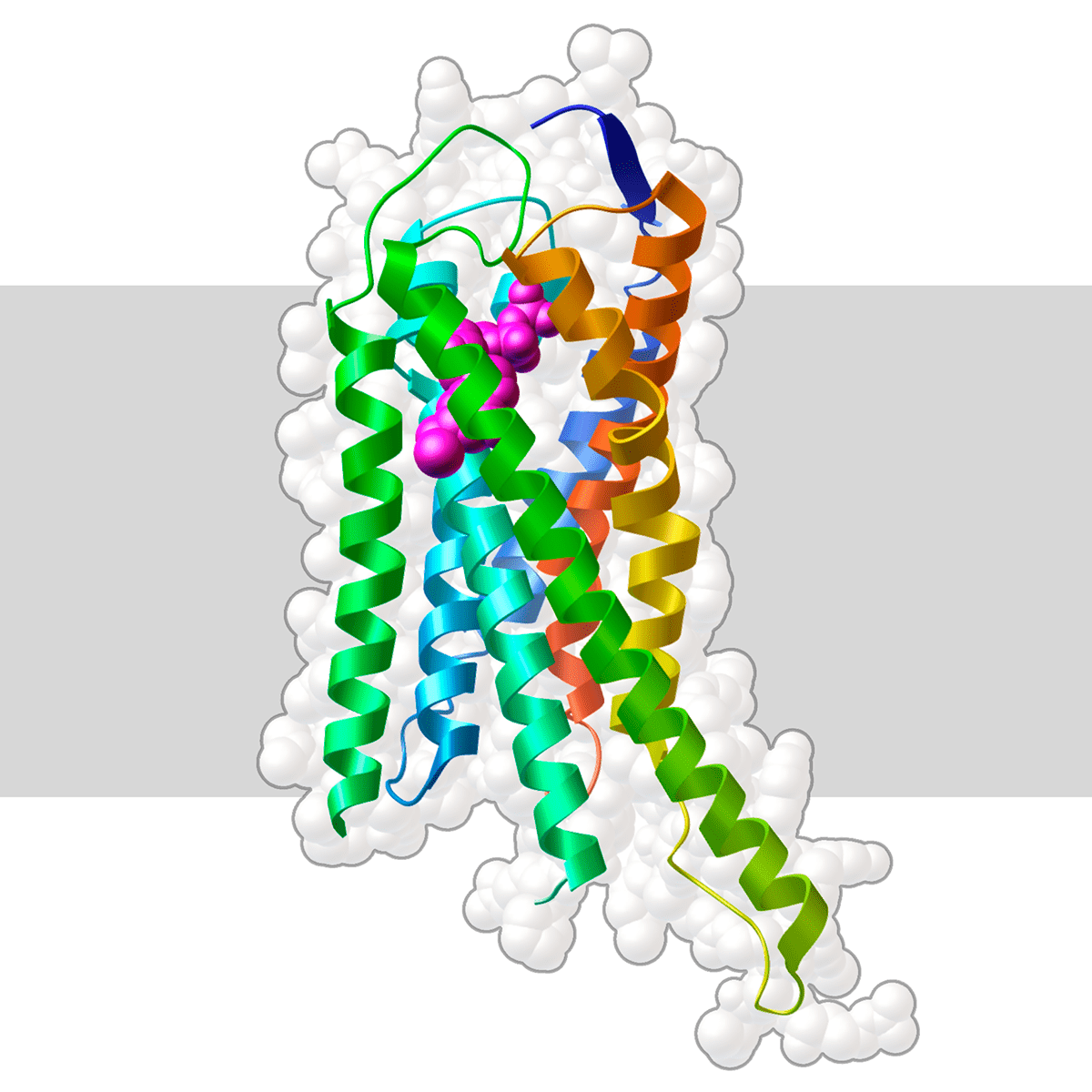 P2Y12-рецептор со своим агонистом АДФ