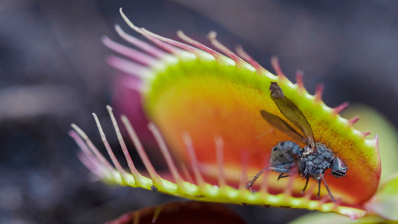 Венерина мухоловка ловит муху