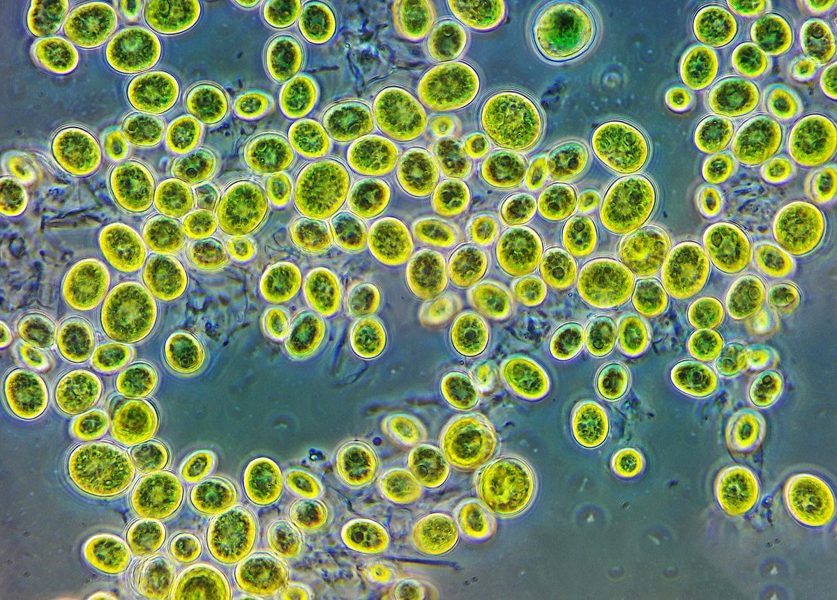Одноклеточные водоросли хлорелла