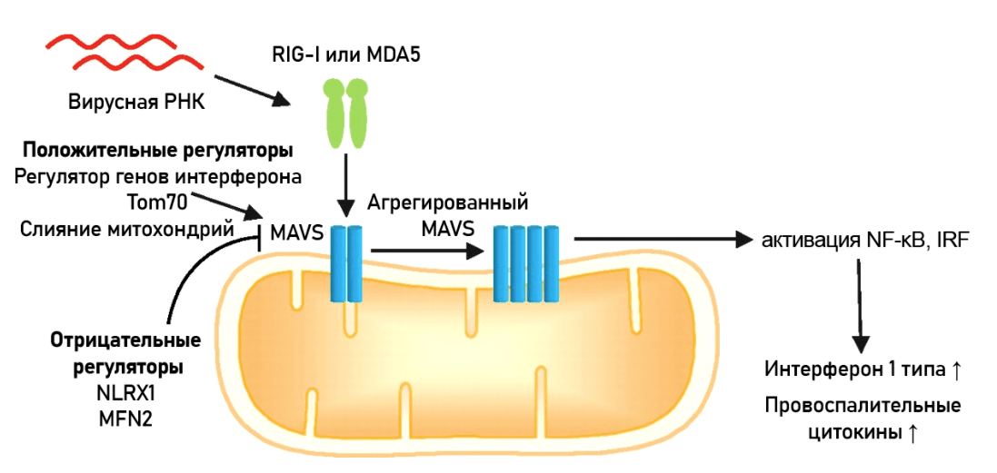 Механизм действия белка MAVS
