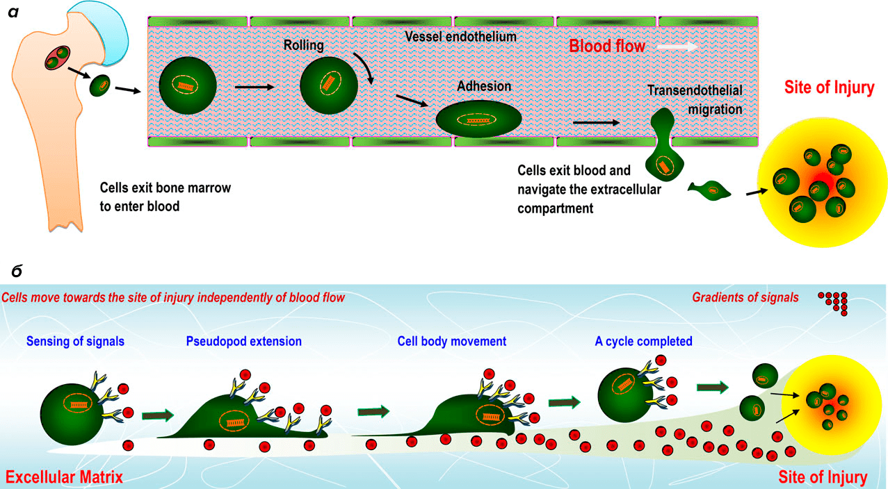 Миграция стволовых клеток по градиенту сигнальных молекул