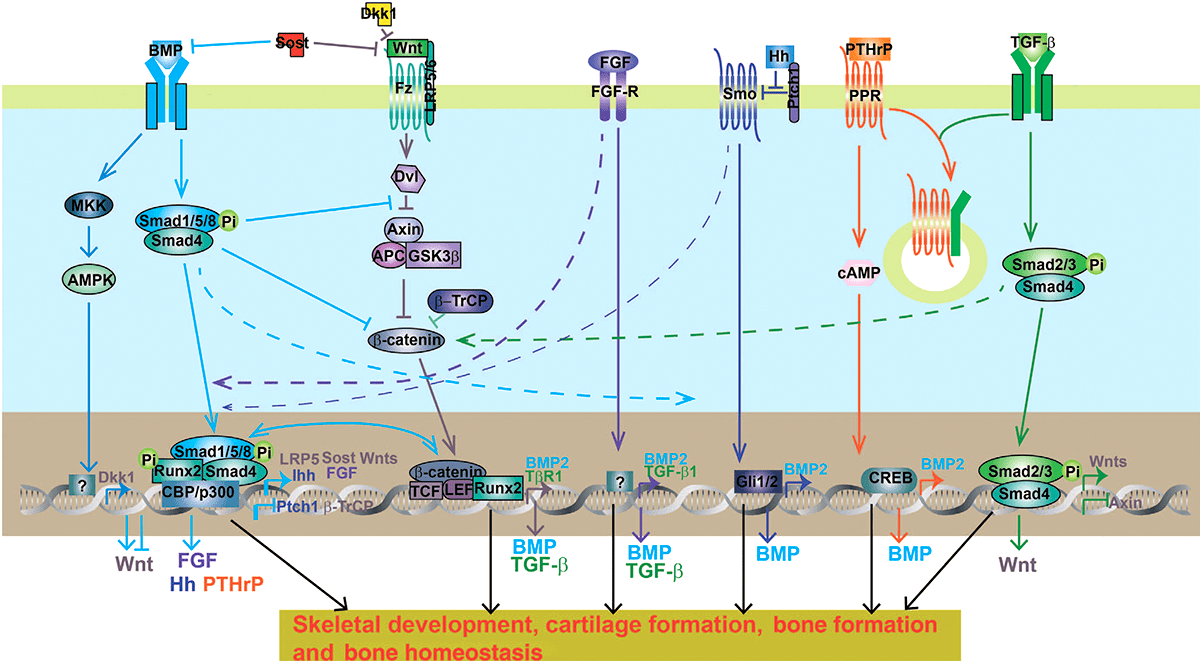 Общая схема и перекрестное взаимодействие некоторых сигнальных путей