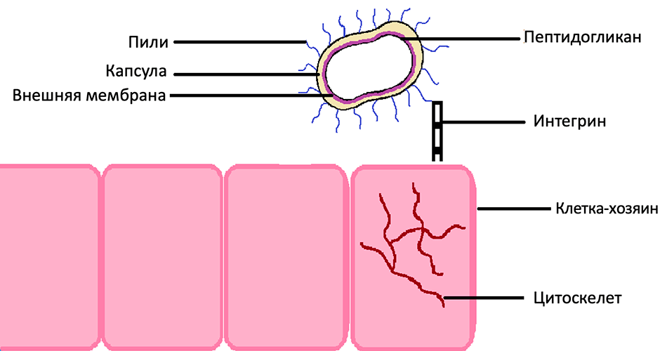 Porphyromonas gingivalis проникает в клетку