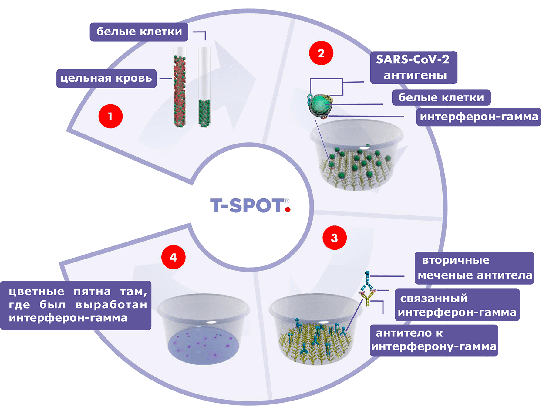 Схема работы теста ELISPOT