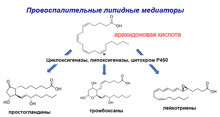 Провоспалительные производные арахидоновой кислоты