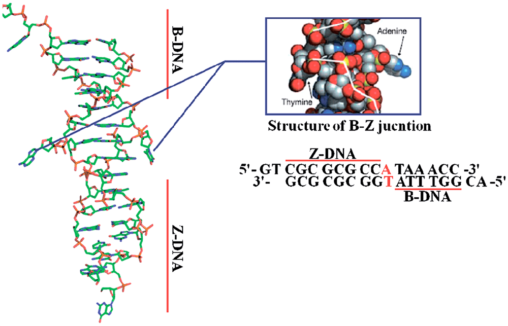 Структура BZ-соединения