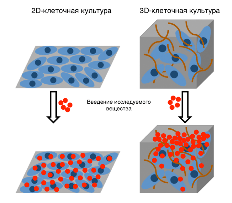 Распределение исследуемого вещества в 2D- и 3D-клеточных культурах