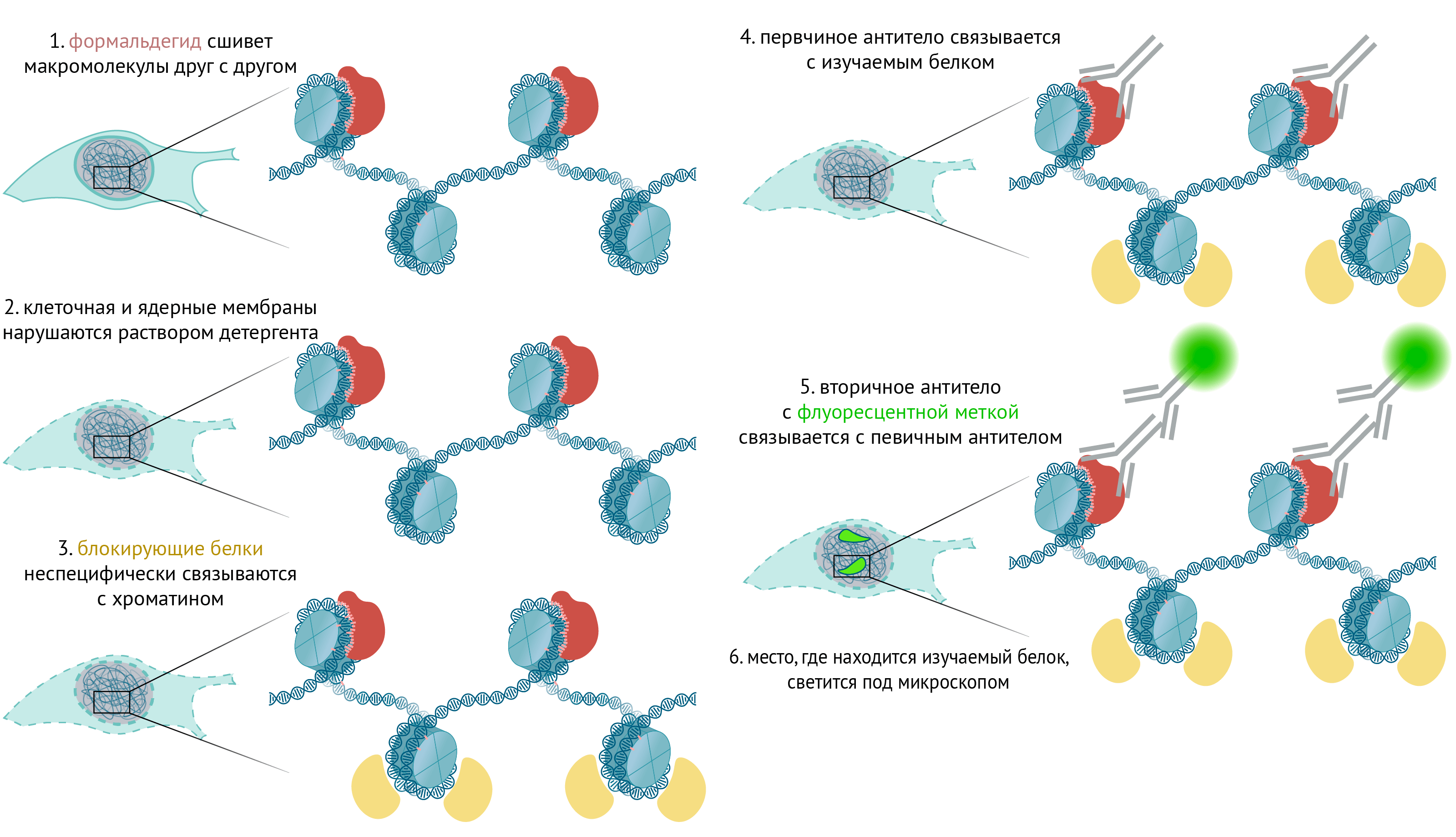 Схема иммунофлуоресценции
