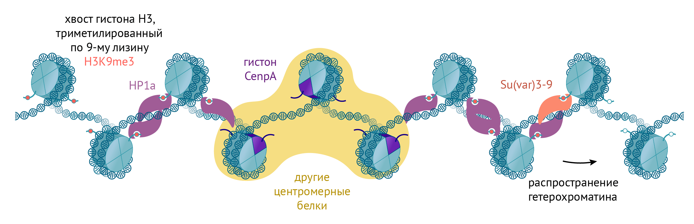 Центромера и перицентромерный хроматин