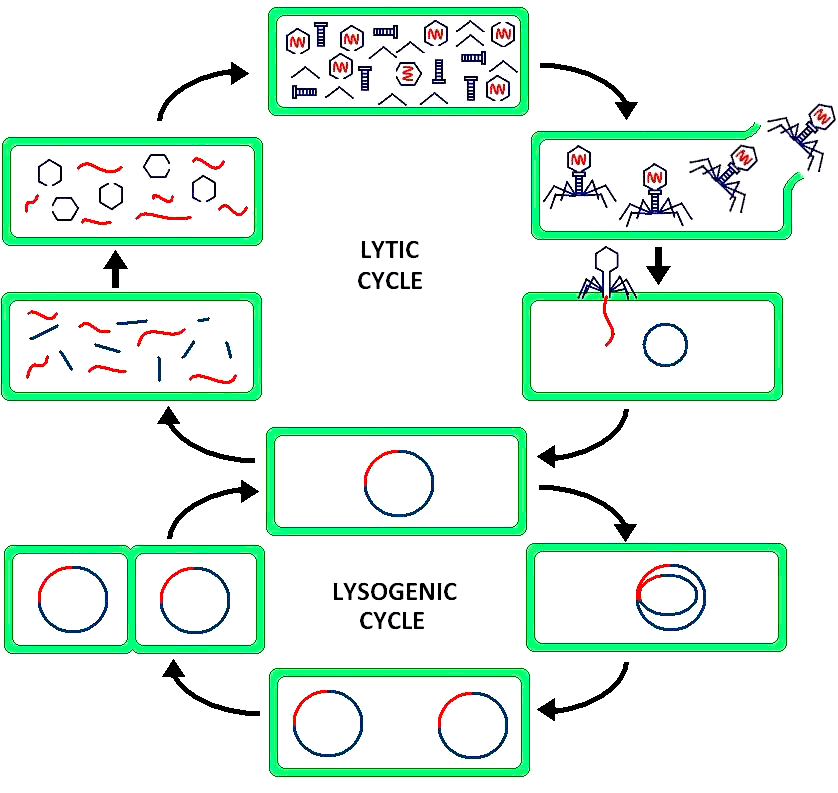 Сравнение литического цикла и лизогенного