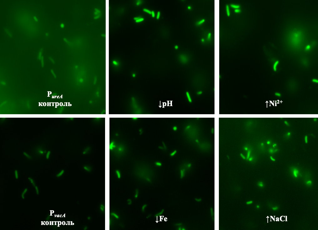 Единичные флуоресцирующие клетки H. pylori в каналах чипа