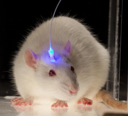 Трансгенная мышь со световодом в голове