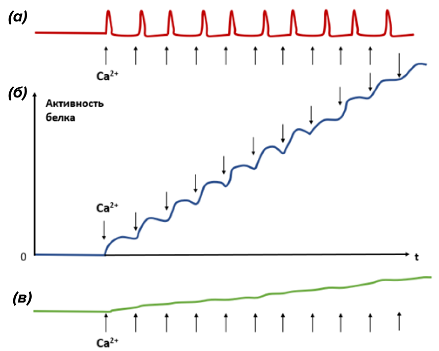 Принцип резонанса, наблюдаемый для частотной модуляции (ЧМ) колебаний Ca2+