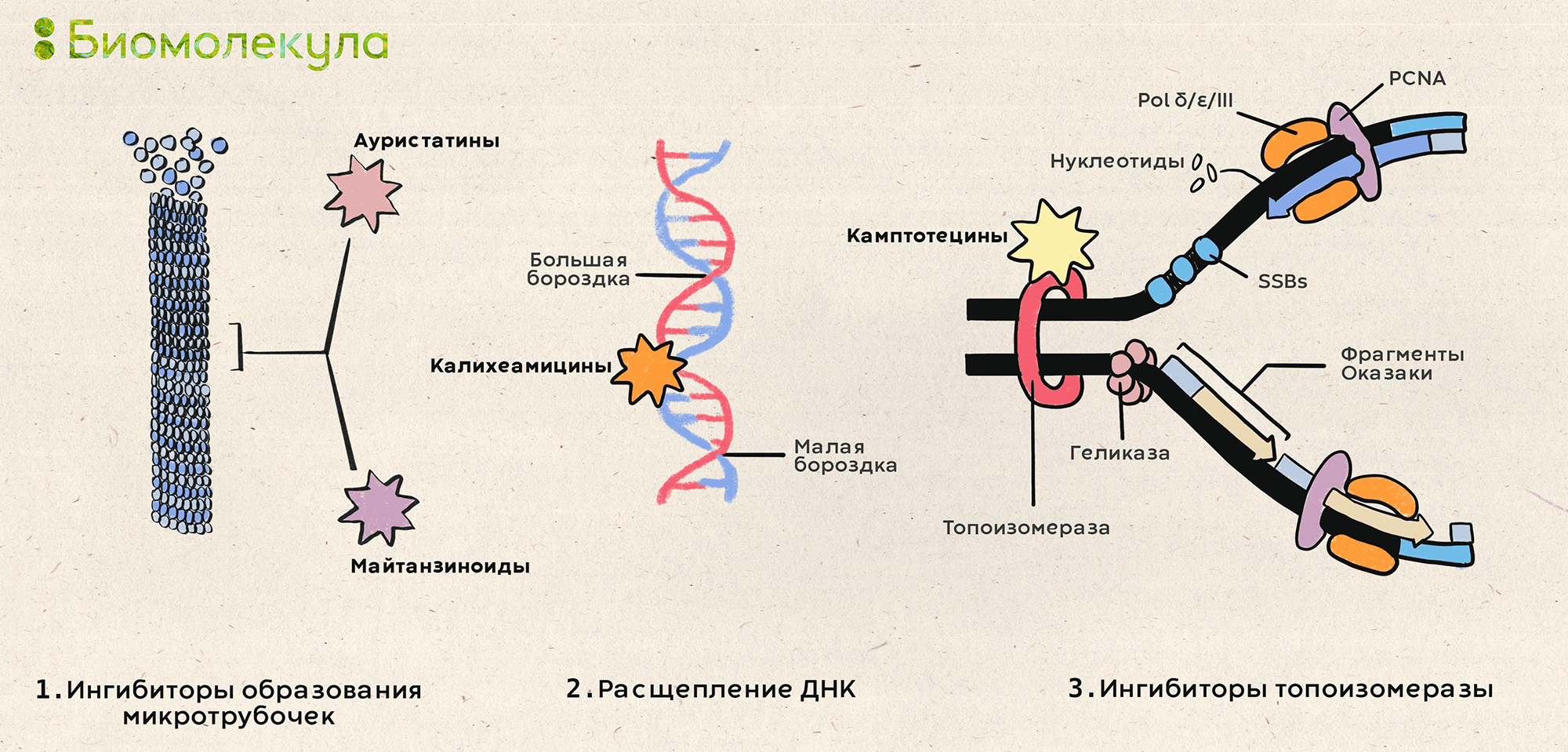 Три типа токсинов, используемых в ADC
