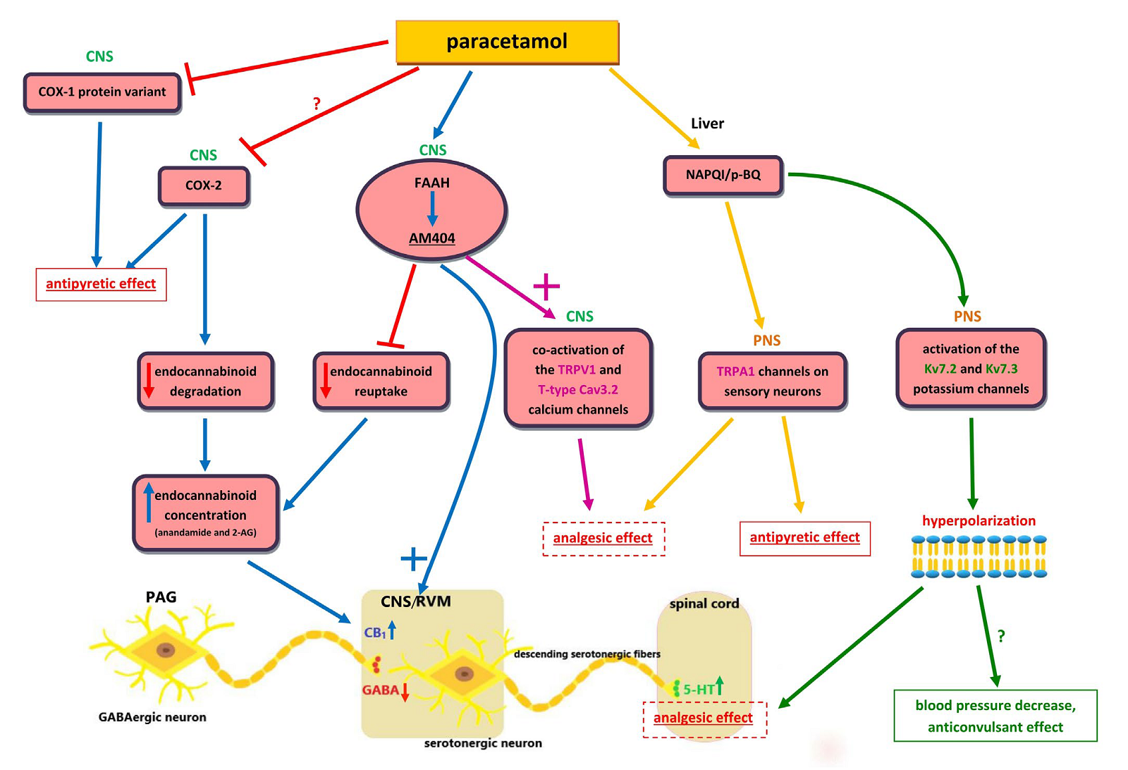 Возможный сценарий действия парацетамола на центральную нервную систему (CNS) и печень