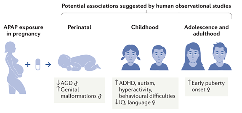 Установленная связь между применением парацетамола (APAP) во время беременности и некоторыми нарушениями в мочеполовой системе и поведенческих особенностях у детей разных возрастов