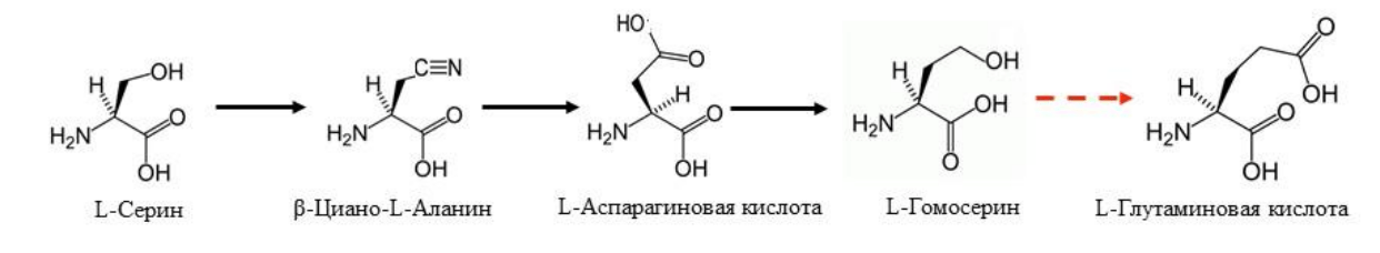 Схема биосинтеза гомосерина из серина