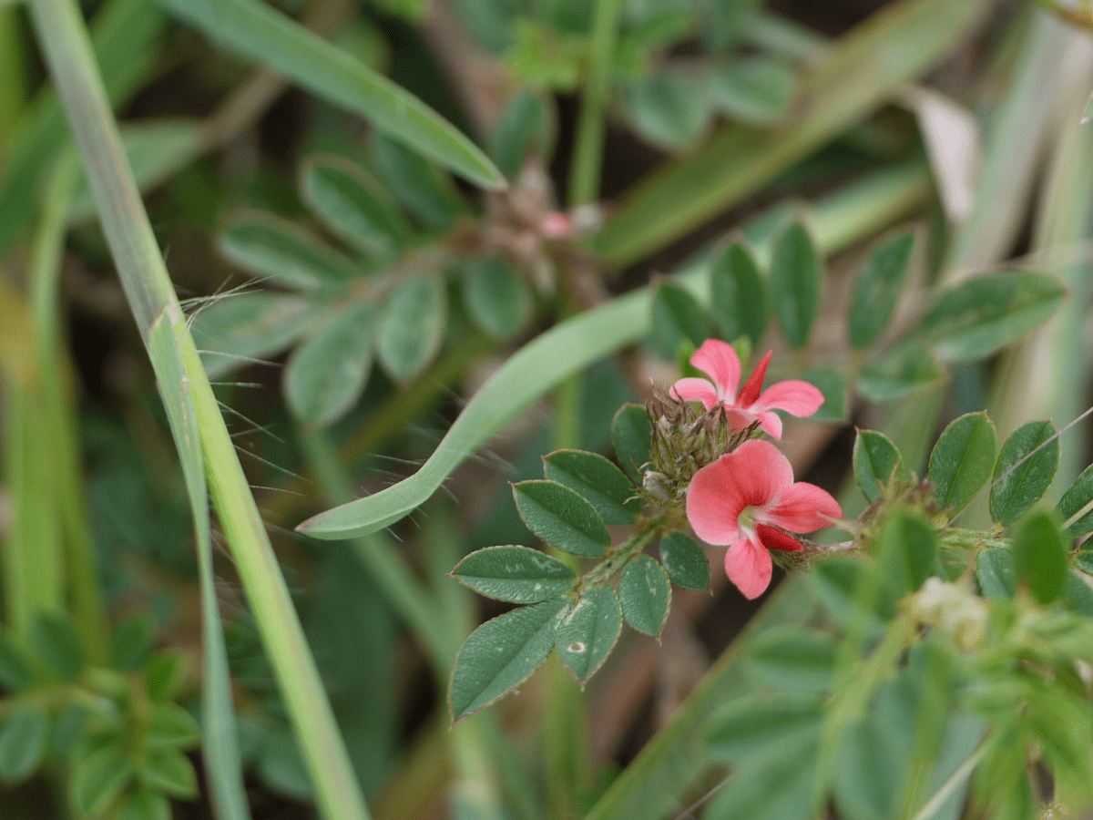 Цветущая веточка бобового растения Indigofera