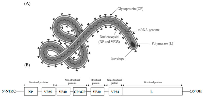 Схема структуры вируса Эбола с изображением вирусной РНК и относительным расположением участков, кодирующих его элементы