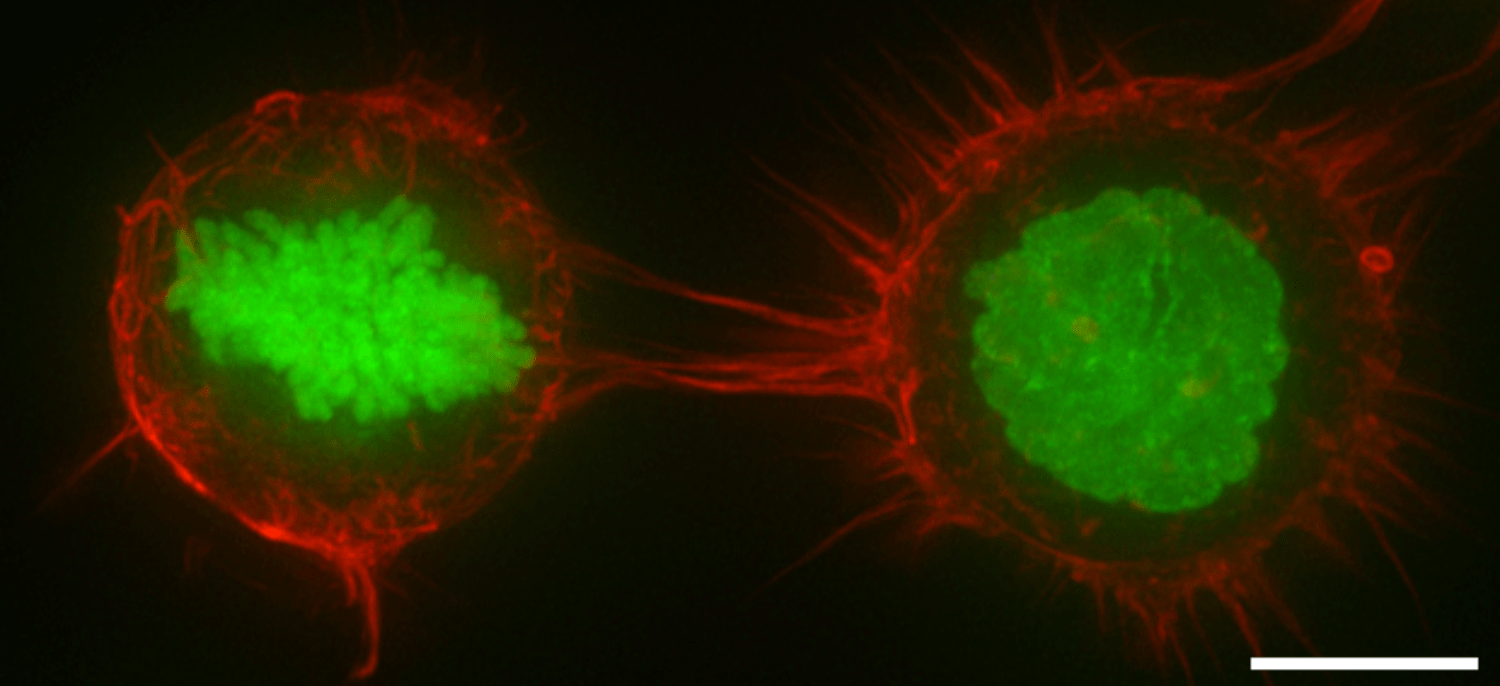 Красная сеть нитей актина по краям клетки задает ее форму