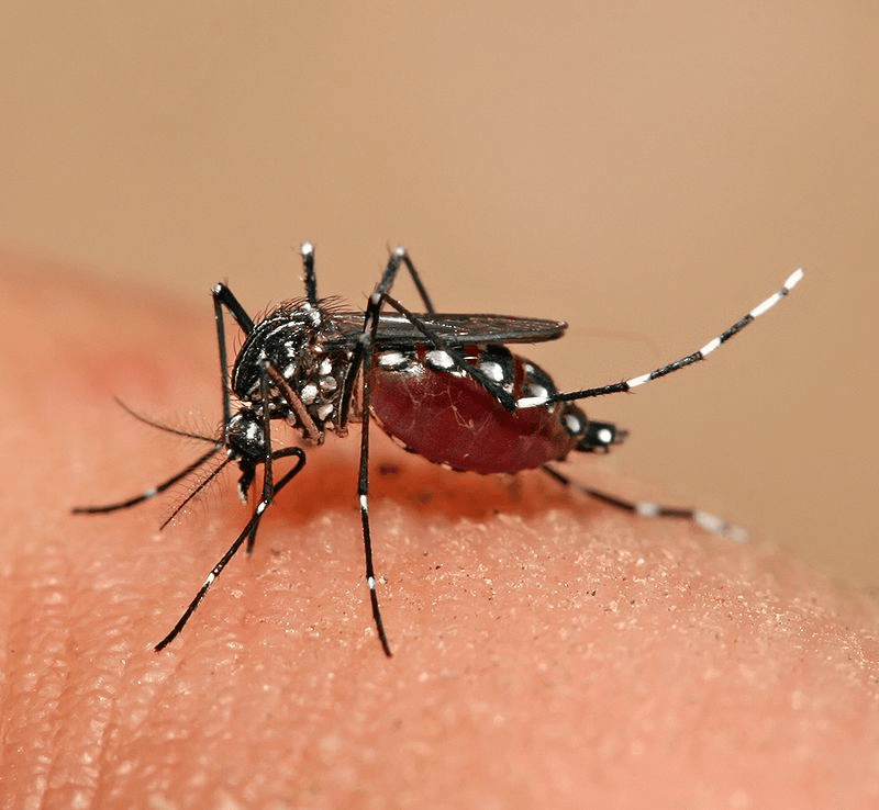 Aedes aegypti во время ее кровавой диеты.