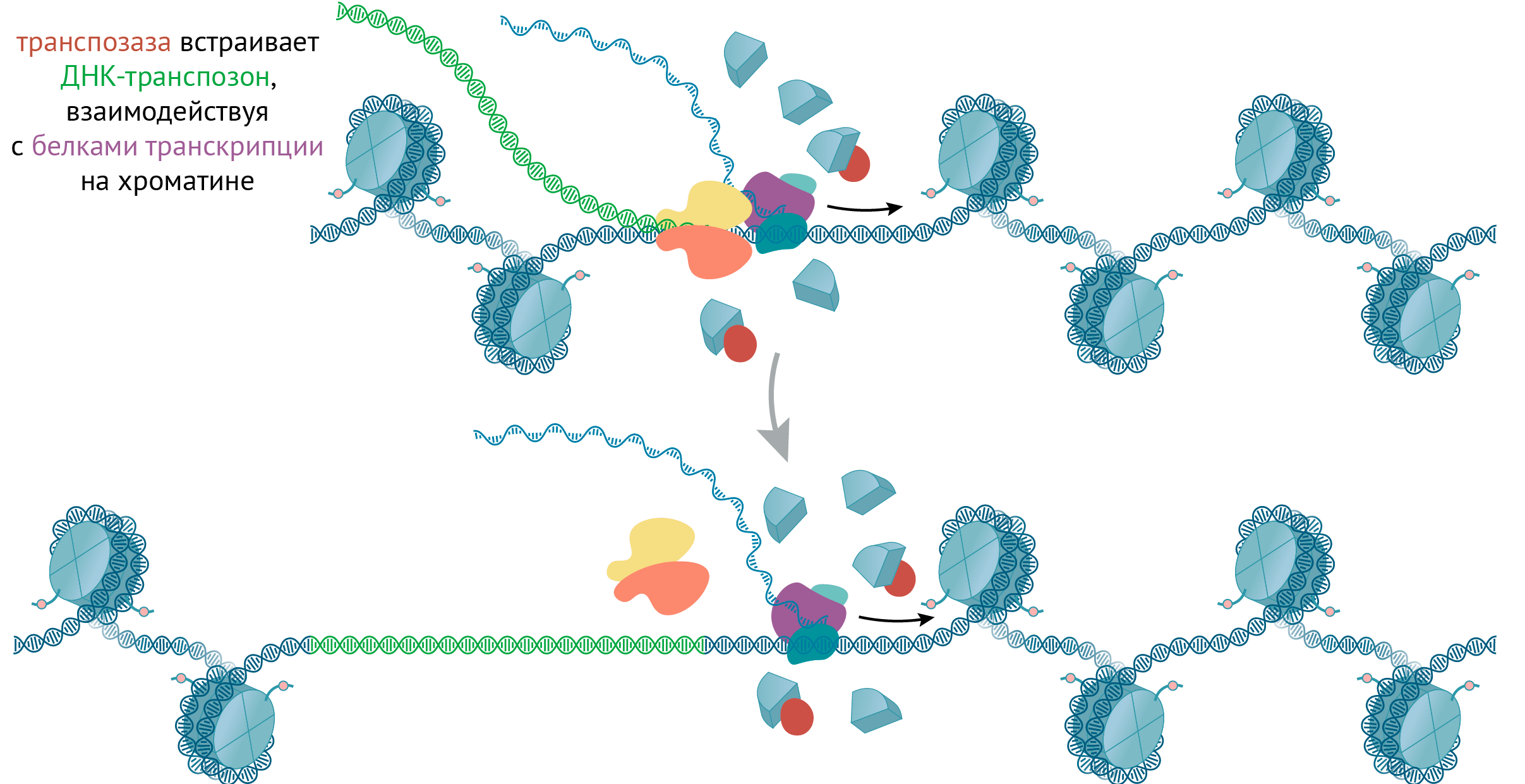 Транспозаза встраивает ДНК-транспозон