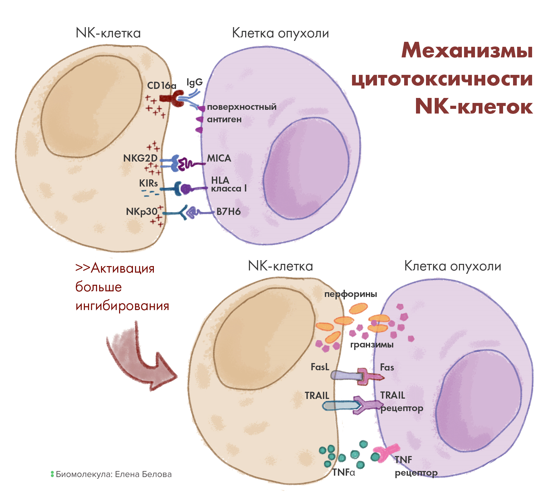 Механизмы цитотоксичности NK-клеток