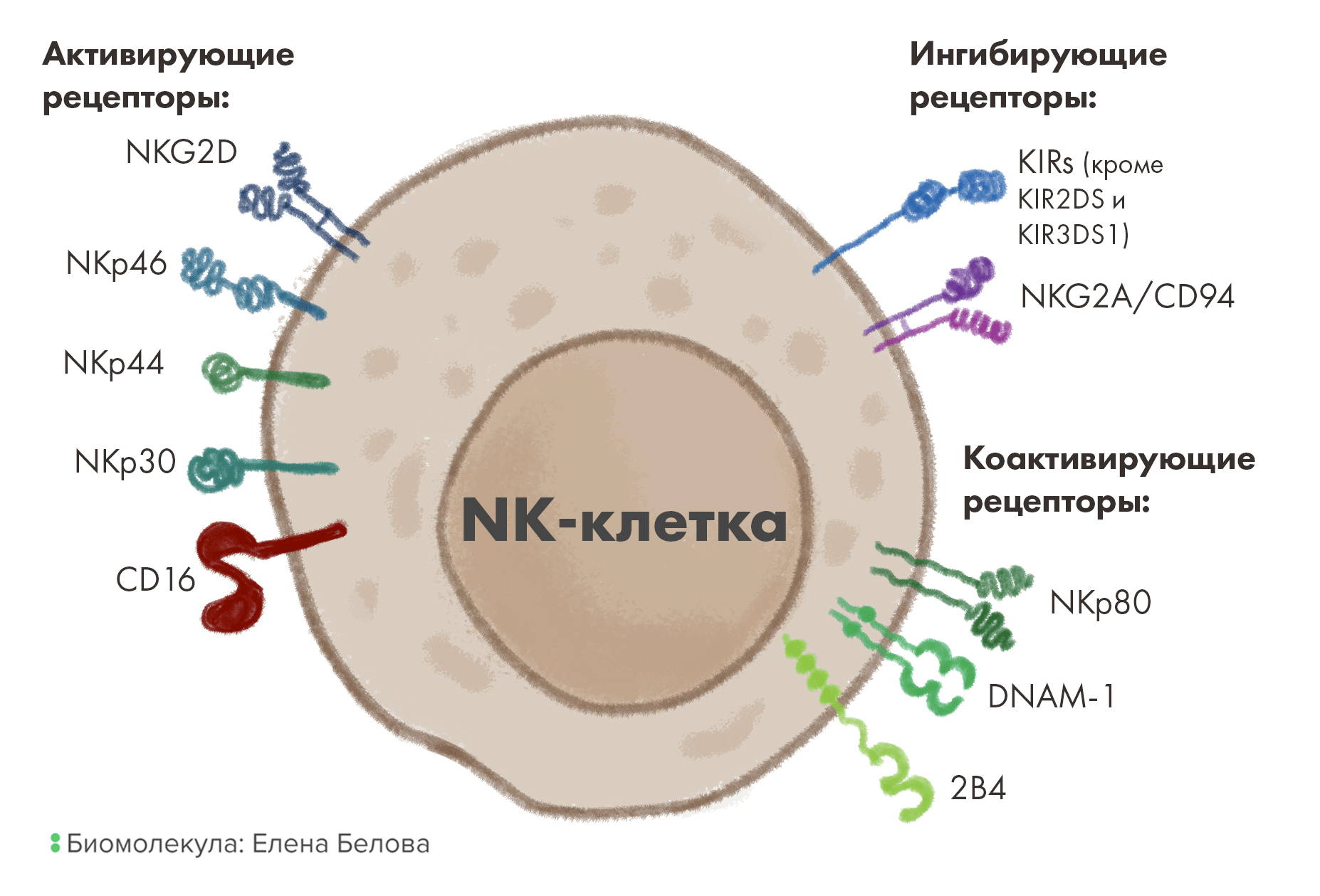 Основные активирующие, ко-активирующие и ингибирующие рецепторы на поверхности NK-клеток