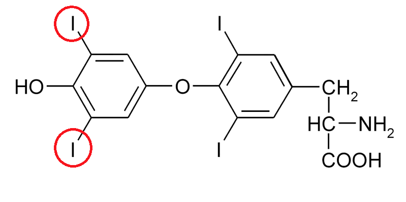Структурная формула гормона тироксина