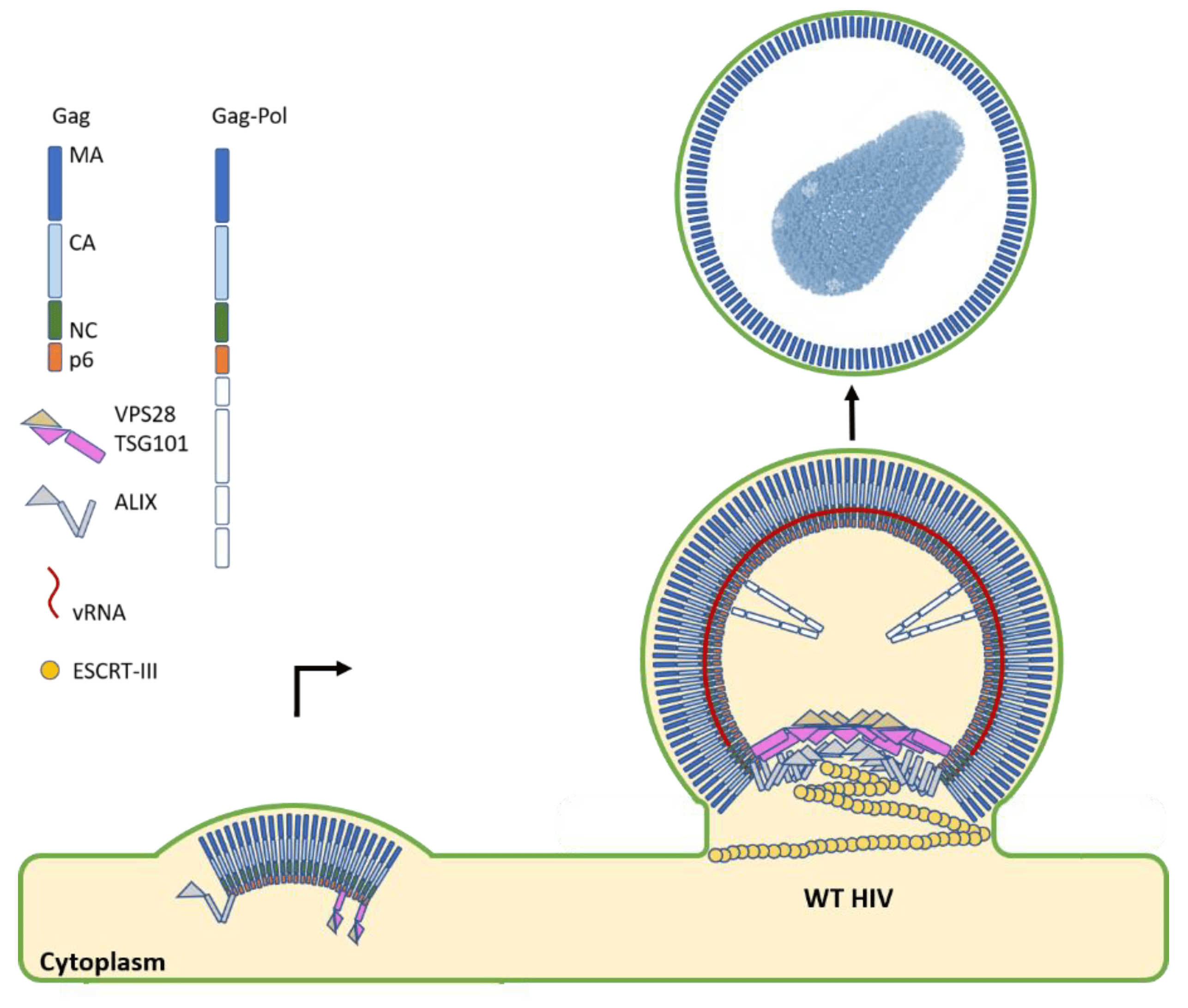 Процесс отпочковывания вирусных частиц от клетки на примере HIV