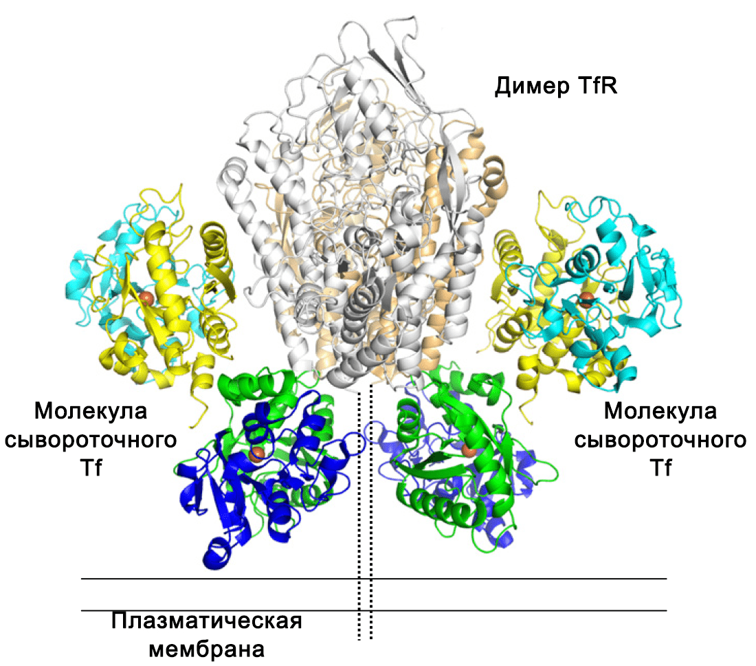 Строение связанного с рецептором трансферрина