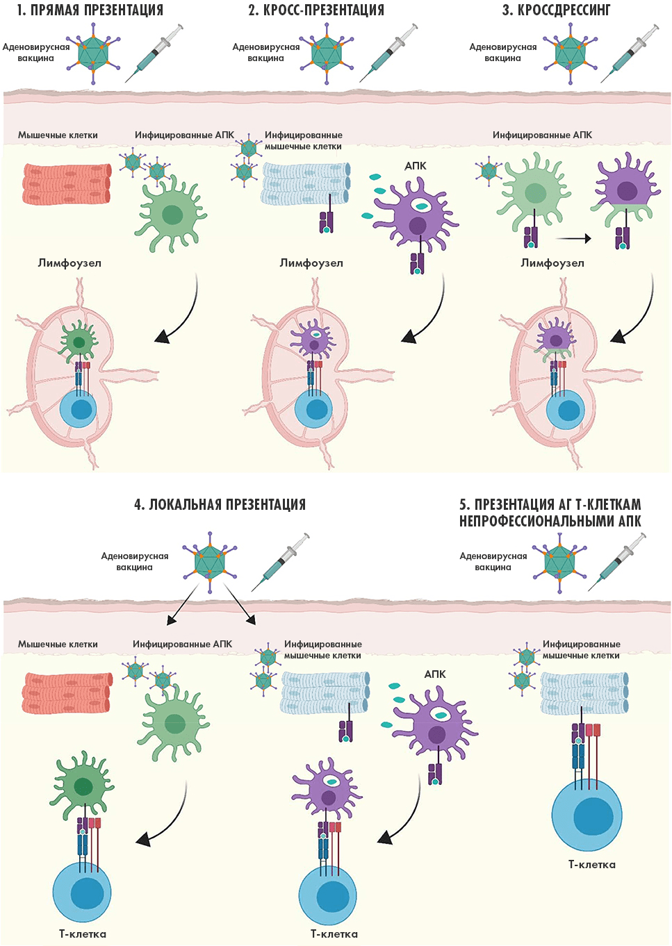 Судьба чужеродного белка-антигена в организме после введения аденовирусной вакцины в мышцы