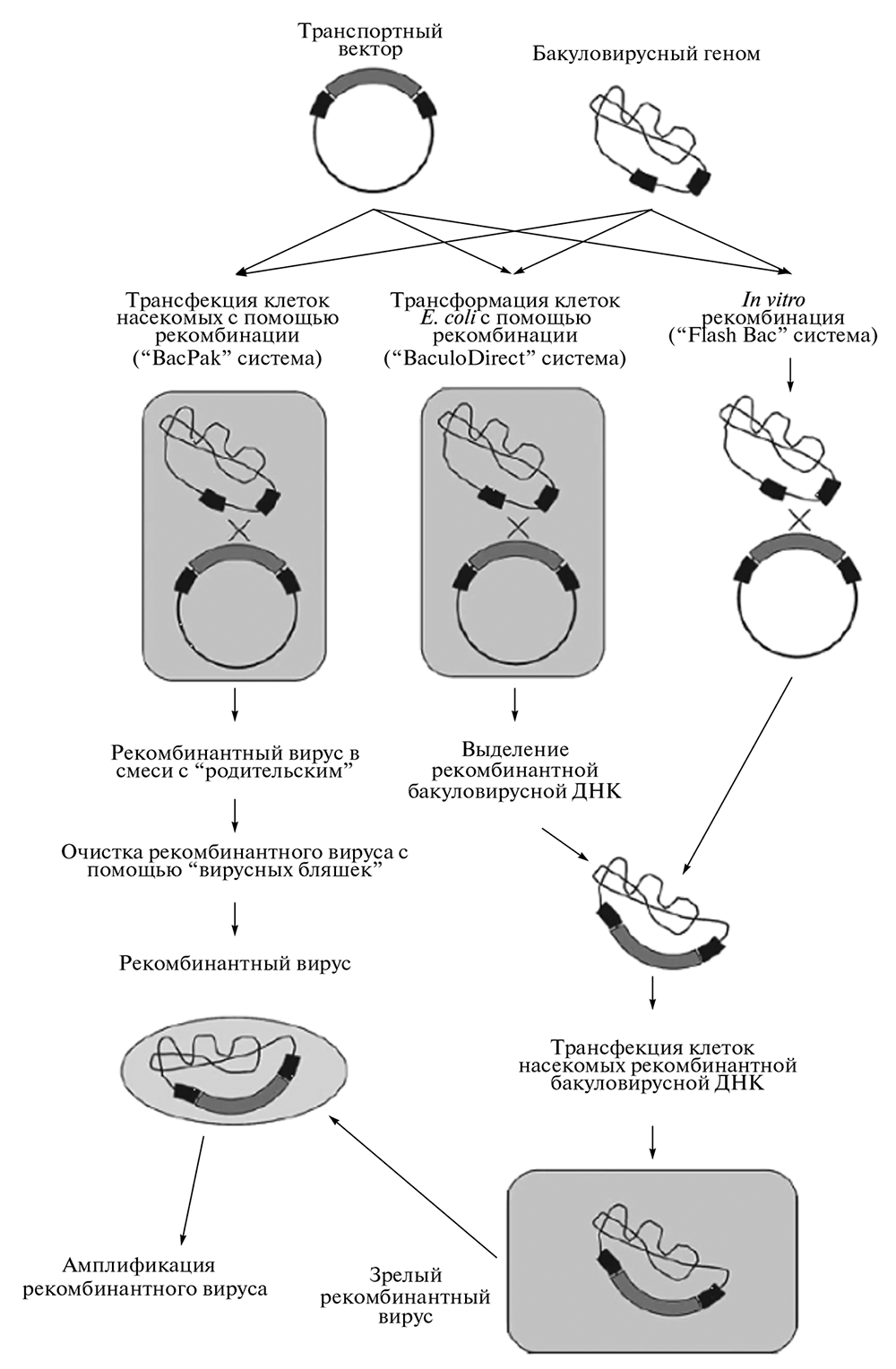 Схема получения рекомбинантного бакуловируса