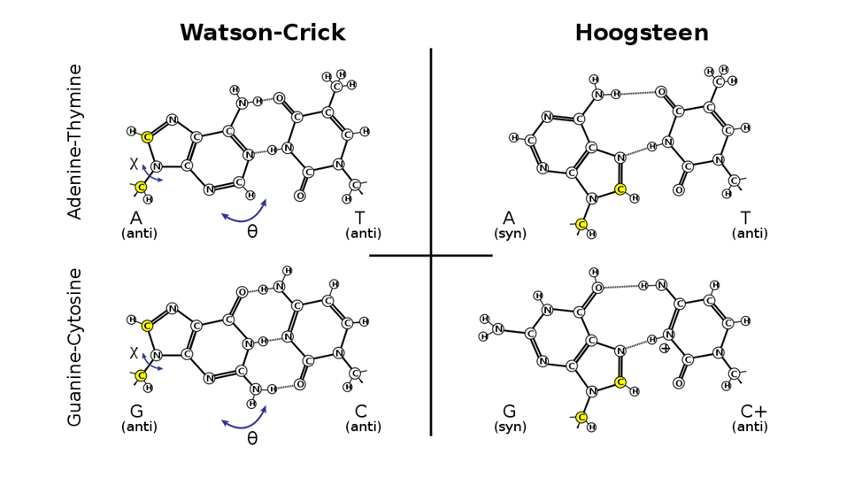 Сравните Уотсон-Криковские (канонические) пары и Хугстиновские (неканонические) пары