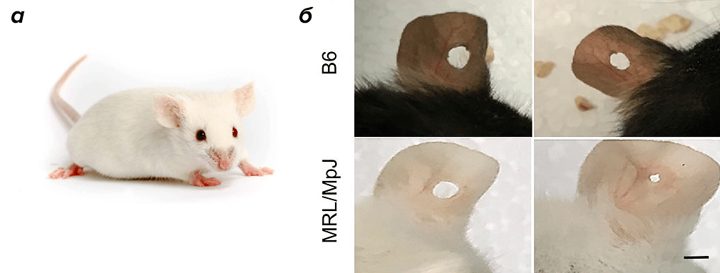 Линия домовых мышей MRL/MpJ