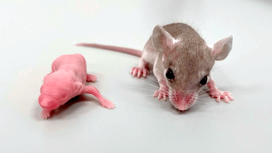 Мышата иглистой и домофой мышей
