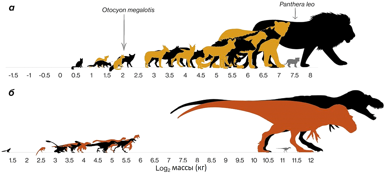 Сравнение размеров хищников