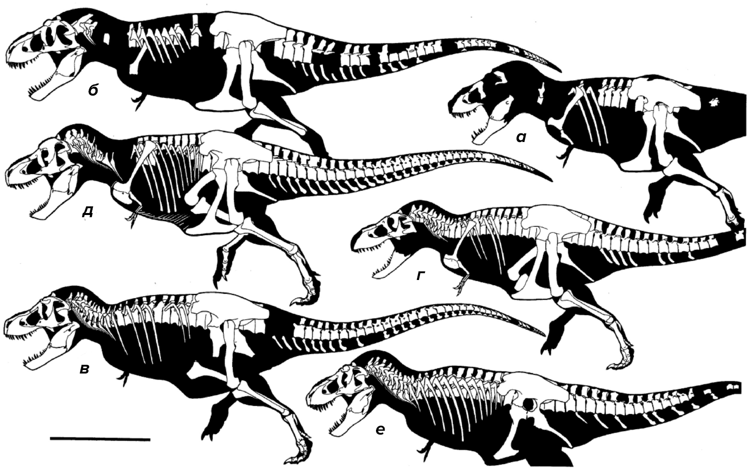 Реконструкции скелетов разных экземпляров тираннозавров