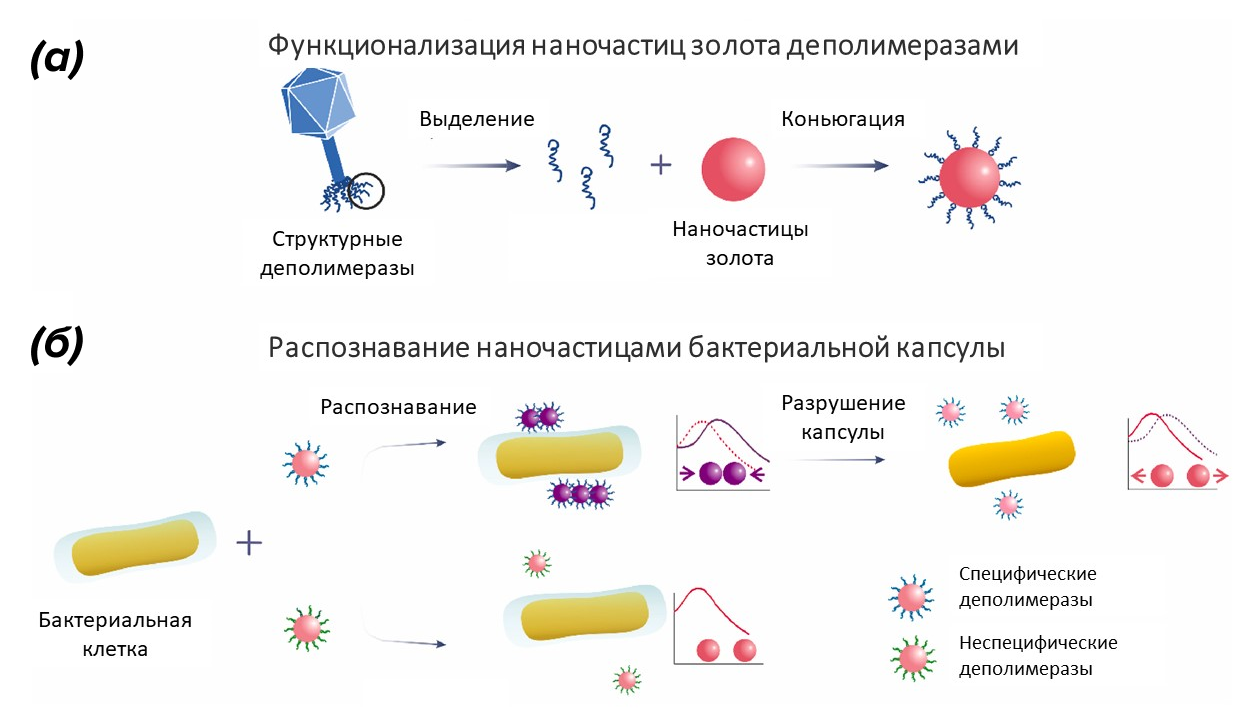 Функционализация и специфическое взаимодействие наночастиц и бактериальных клеток
